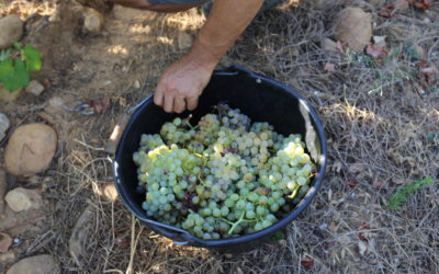 Vendanges 2024, c’est parti !