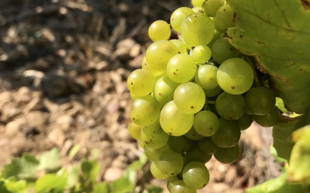 Pendant ce temps à la vigne